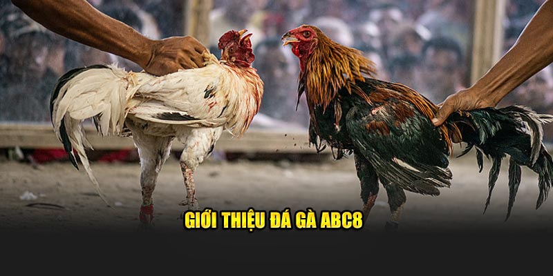 Giới thiệu đá gà ABC8