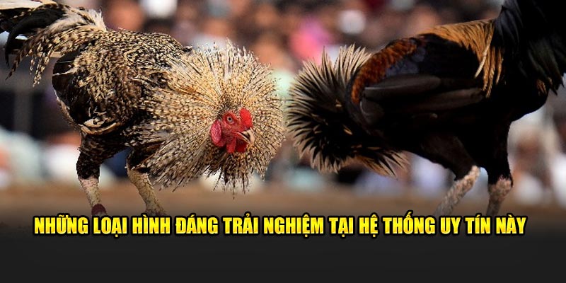 Những loại hình đáng trải nghiệm tại hệ thống uy tín này